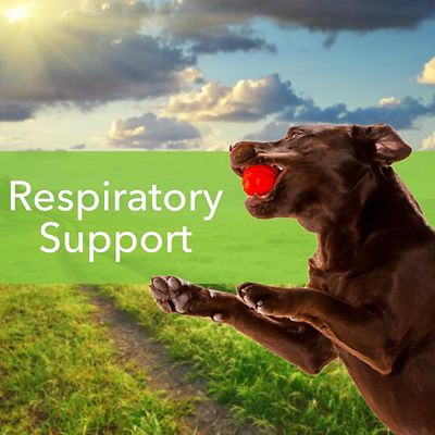 Image showing  Throat Gold Supplement Oral Drops for Dogs and Cats