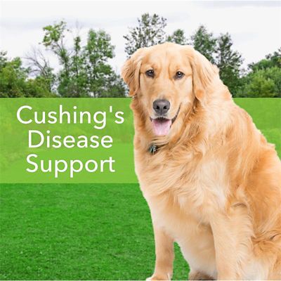 Image showing  Adrenal Harmony Gold Adrenal Gland Supplement Oral Drops