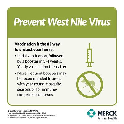 Image showing  5 + WNV Horse Vaccine