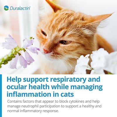 Image showing  L-Lysine Paste for Cats, 32.5 mL