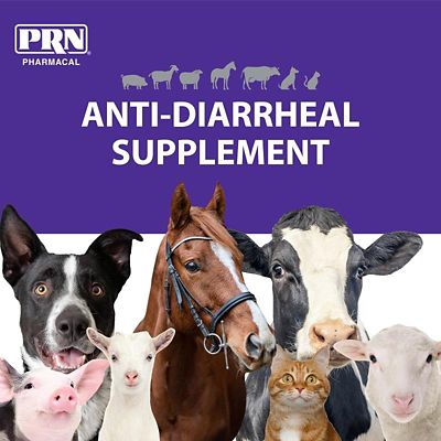 Image showing  Oral Anti-Diarrheal Supplement for Animals, 4 oz.