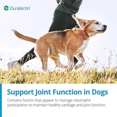 Image showing  Joint Supplement Soft Chews for Dogs