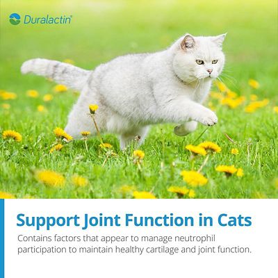 Image showing  and Fatty Acids Joint Supplement Soft Chews for Cats, 60 ct.