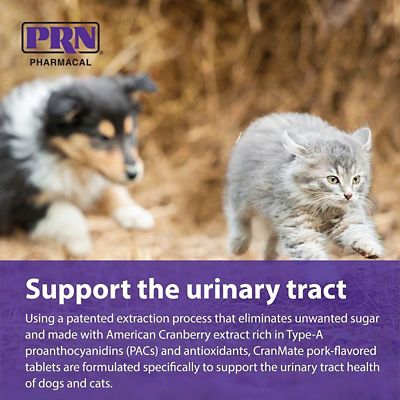 Image showing  Kidney Support Chewable Tablets for Cats and Dogs, 60 ct.