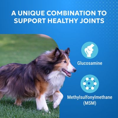 Image showing  Standard Strength Joint Health Supplement Chewable Tablets for Dogs, 75 ct.