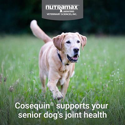Image showing  Senior Maximum Strength Joint Health Supplement Soft Chews for Dogs, 120 ct.