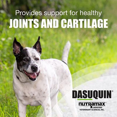 Image showing  Joint Health Supplement Chewable Tablets for Dogs
