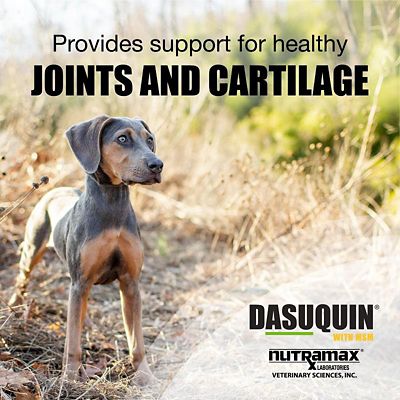 Image showing  with MSM Joint Health Supplement Chewable Tablets for Dogs