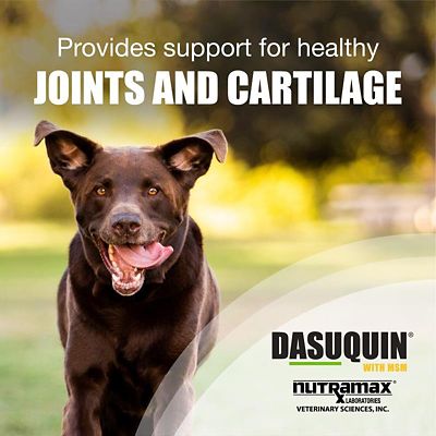 Image showing  with MSM Joint Health Supplement Chewable Tablets for Dogs