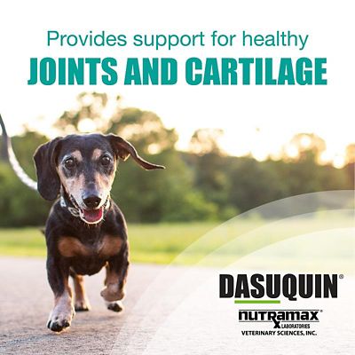 Image showing  Joint Health Supplement Soft Chews for Dogs