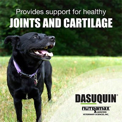 Image showing  Joint Health Supplement Soft Chews for Dogs