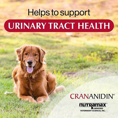 Image showing  Kidney Support Chewable Tablets for Dogs, 75 ct.