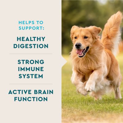 Image showing  Multivitamin Soft Chews for Adult Dogs, 60 ct.