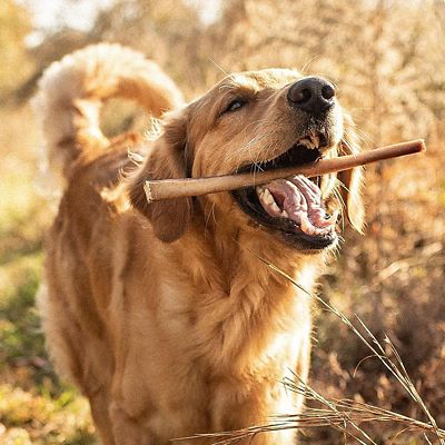 Image showing  Standard Bully Dog Chew Treats, 12 in., 6 ct.