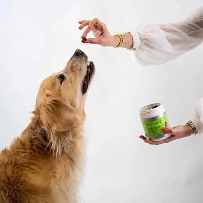 Image showing  Mobility Supplement Chews for Dogs