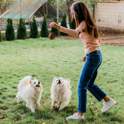 Image showing  Chew N Play Treat Dispensing Dog Toy, Interactive and Durable Puzzle Feeder for Pets