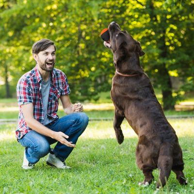 Image showing  Chew N Play Treat Dispensing Dog Toy, Interactive and Durable Puzzle Feeder for Pets