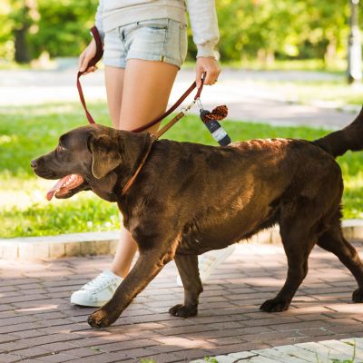 Image showing  Sani N Bag Dog Waste Bag Dispenser, with Built-In Hand Sanitizer Compartment