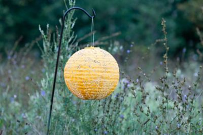 Image showing  Soji Stella Globe Monstera, Marigold
