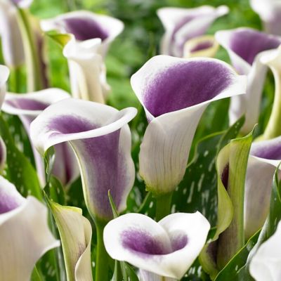 Van Zyverden Purple/White Callas Picasso Plants, Set of 3 Bulbs