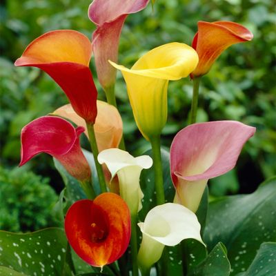 Van Zyverden Mixed Color Callas Plants, 5 pc. Bulbs