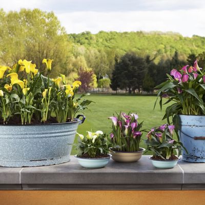 Image showing  Mixed Color Callas Plants, 5 pc. Bulbs