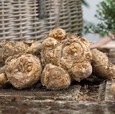 Image showing  Mixed Color Callas Plants, 5 pc. Bulbs