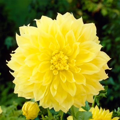 Van Zyverden Dahlias Kelvin Floodlight, Set of 3 Bulbs