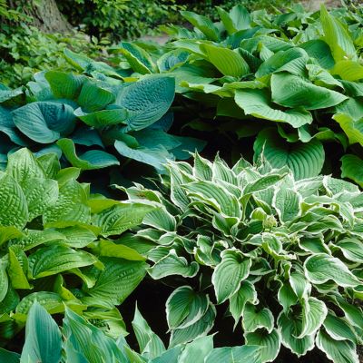 Van Zyverden Hostas Premium Blend, Set of 3 Roots