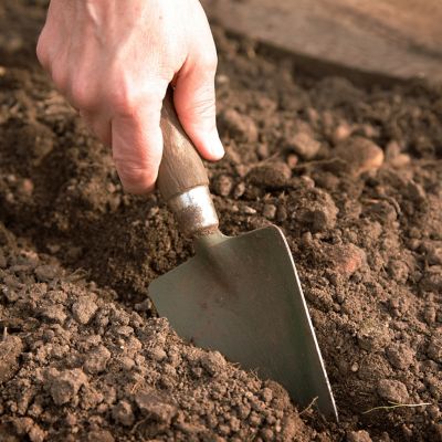 Image showing  Hostas Premium Blend, Set of 3 Roots
