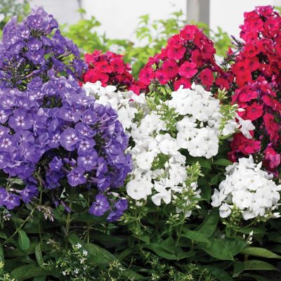 Van Zyverden Red/White/Blue Tall Phlox Patriotic Festival Blend Plants, 5 pc. Roots