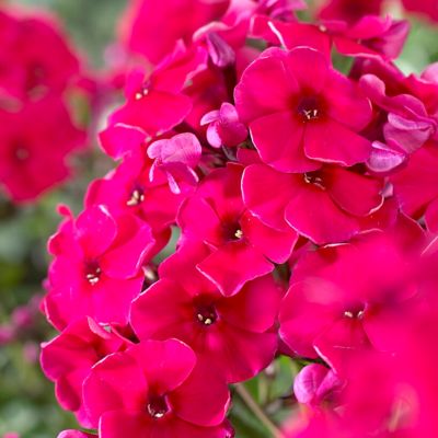 Image showing  Red/White/Blue Tall Phlox Patriotic Festival Blend Plants, 5 pc. Roots