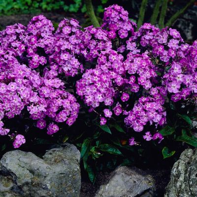 Image showing  Red/White/Blue Tall Phlox Patriotic Festival Blend Plants, 5 pc. Roots