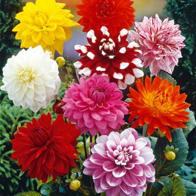 Van Zyverden Dahlias Decorative Mixed, Set of 3 Bulbs