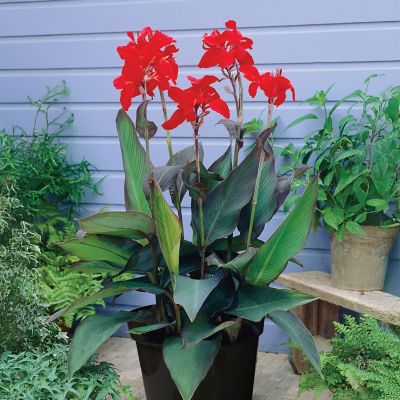 Van Zyverden Goth Patio Gardening Canna Black Night Kit with Decorative Metal Planter and 3 Roots