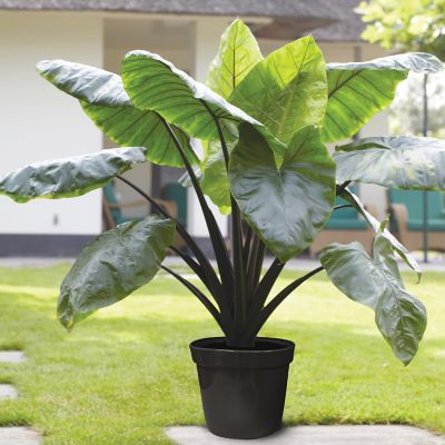 Van Zyverden Goth Patio Gardening Elephant Ear Black Stem Kit with Decorative Planter and 1 Root