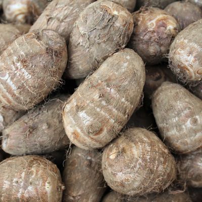 Image showing  Goth Patio Gardening Elephant Ear Black Stem Kit with Decorative Planter and 1 Root