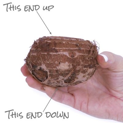 Image showing  Goth Patio Gardening Elephant Ear Black Stem Kit with Decorative Planter and 1 Root