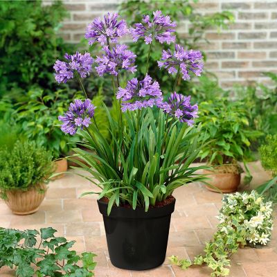 Van Zyverden Goth Patio Gardening Agapanthus Blue Kit with Decorative Metal Planter and 1 Root