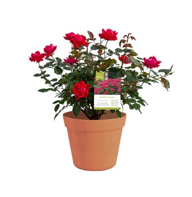Van Zyverden Patio Gardening Double Knock Out Rose Kit with Decorative Metal Planter and 1 Root