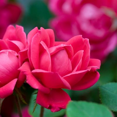 Image showing  Patio Gardening Double Knock Out Rose Kit with Decorative Metal Planter and 1 Root