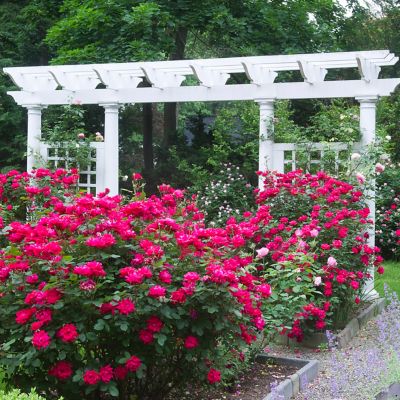 Image showing  Patio Gardening Double Knock Out Rose Kit with Decorative Metal Planter and 1 Root