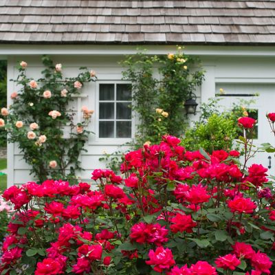 Image showing  Patio Gardening Double Knock Out Rose Kit with Decorative Metal Planter and 1 Root
