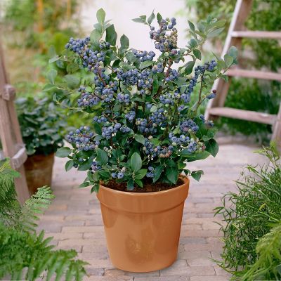 Van Zyverden Patio Gardening Blueberry Bluecrop Kit with Decorative Metal Planter and 1 Root