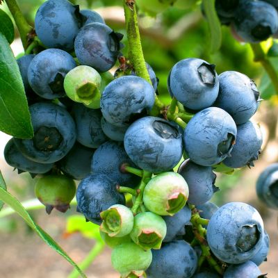 Image showing  Patio Gardening Blueberry Bluecrop Kit with Decorative Metal Planter and 1 Root