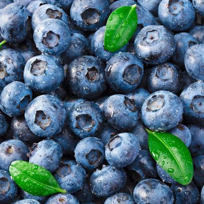 Image showing  Patio Gardening Blueberry Bluecrop Kit with Decorative Metal Planter and 1 Root