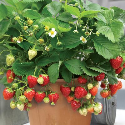 Van Zyverden Patio Gardening Strawberry Quinault Kit with Decorative Metal Planter and 10 Roots