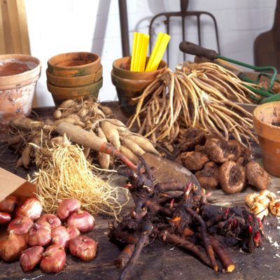 Image showing 4 th Van Zyverden Patio Gardening Strawberry Quinault Kit with Decorative Metal Planter and 10 Roots