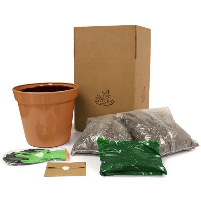 Image showing 5 th Van Zyverden Patio Gardening Strawberry Quinault Kit with Decorative Metal Planter and 10 Roots