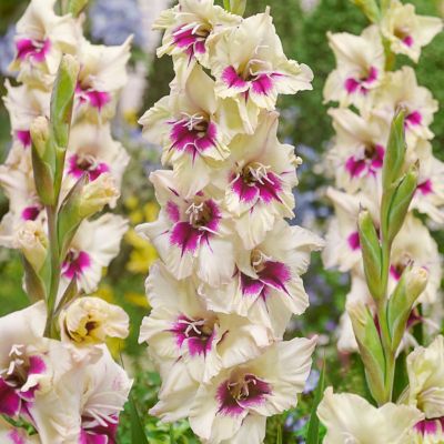 Van Zyverden Gladiolus Large Flowering Amber Mystique, Set of 12 Bulbs
